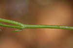 Moroccan toadflax